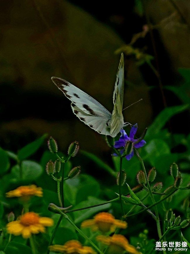 《每周星鮮事》 第104期:周年回饋 感恩有你 《每周星鮮事》 第104期:周年回饋 感恩有你