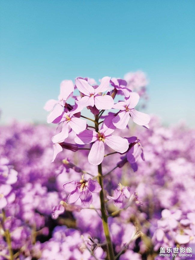 《每周星鮮事》 第104期: 《每周星鮮事》 第104期: