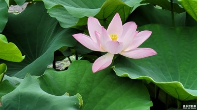 初夏長(zhǎng)焦打荷