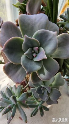 花花世界
