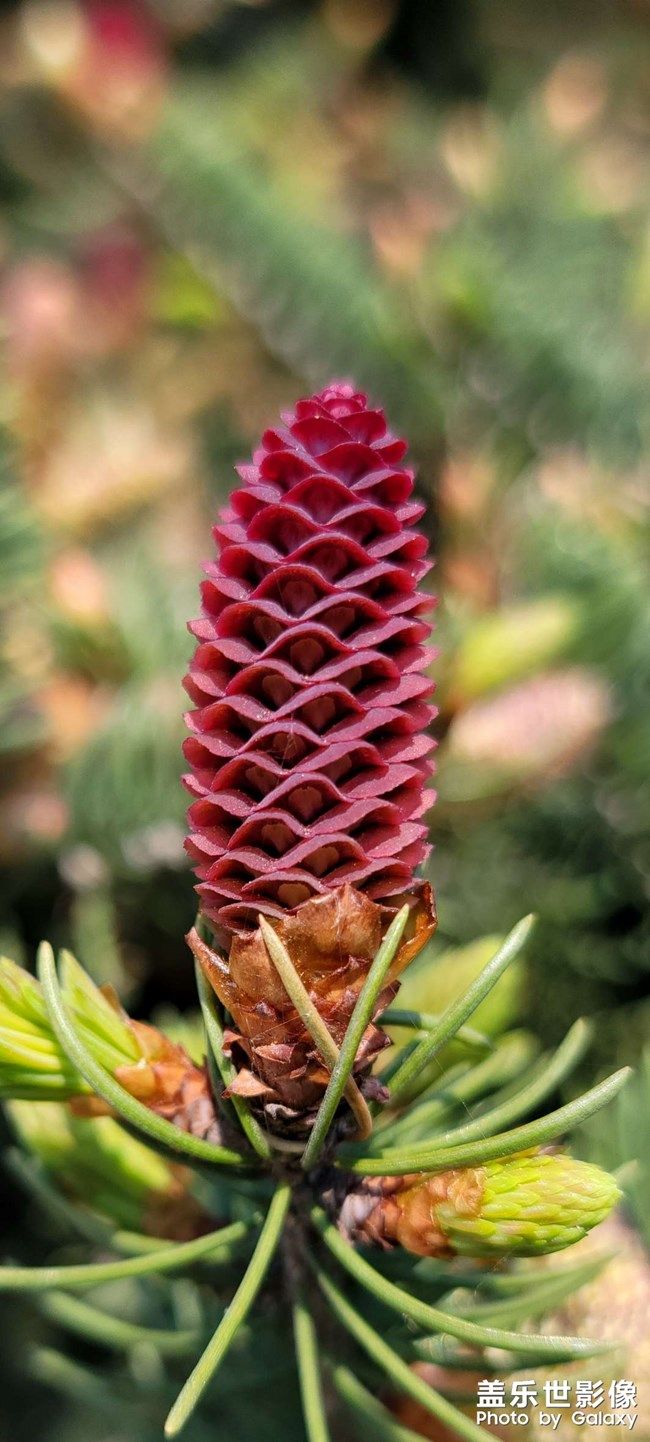 《每周星鮮事》 第104期: 《每周星鮮事》 第104期: