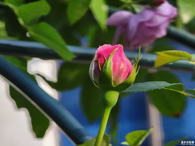 《每周星鮮事》 第104期: 《每周星鮮事》 第104期: