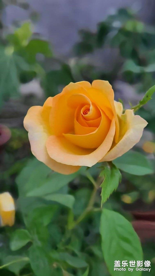 《每周星鮮事》 第104期:周年回饋 感恩有你 《每周星鮮事》 第104期:周年回饋 感恩有你