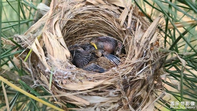 《每周星鮮事》 第104期: 《每周星鮮事》 第104期: