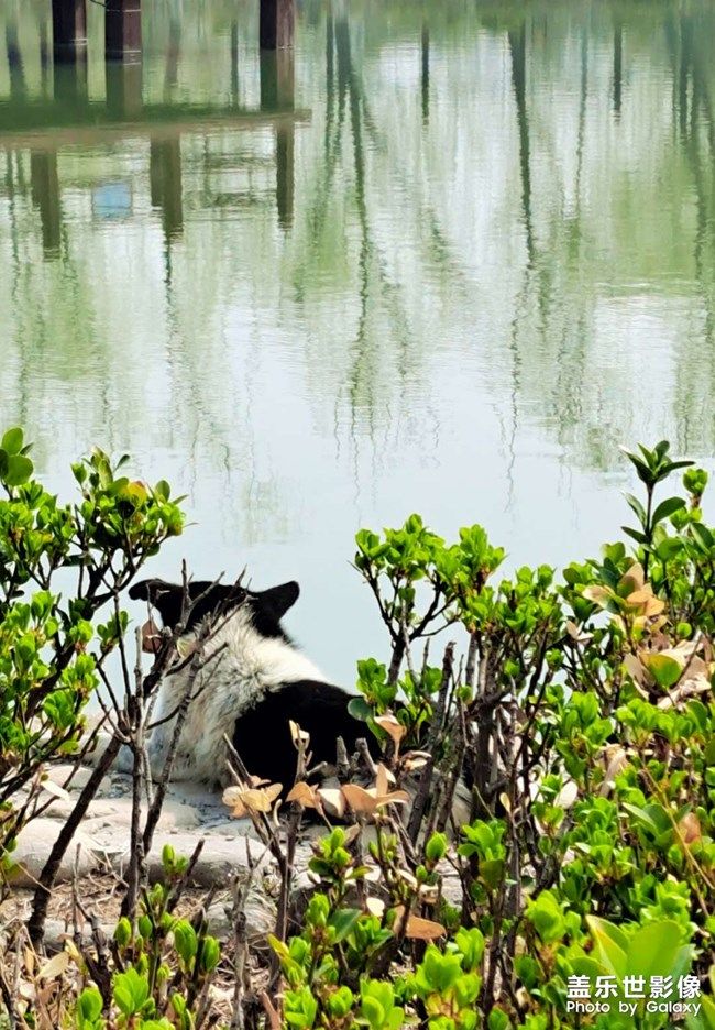 《每周星鮮事》 第104期: 《每周星鮮事》 第104期: