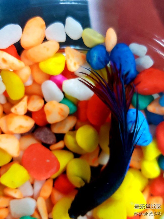 【食糧】+觀賞的斗魚