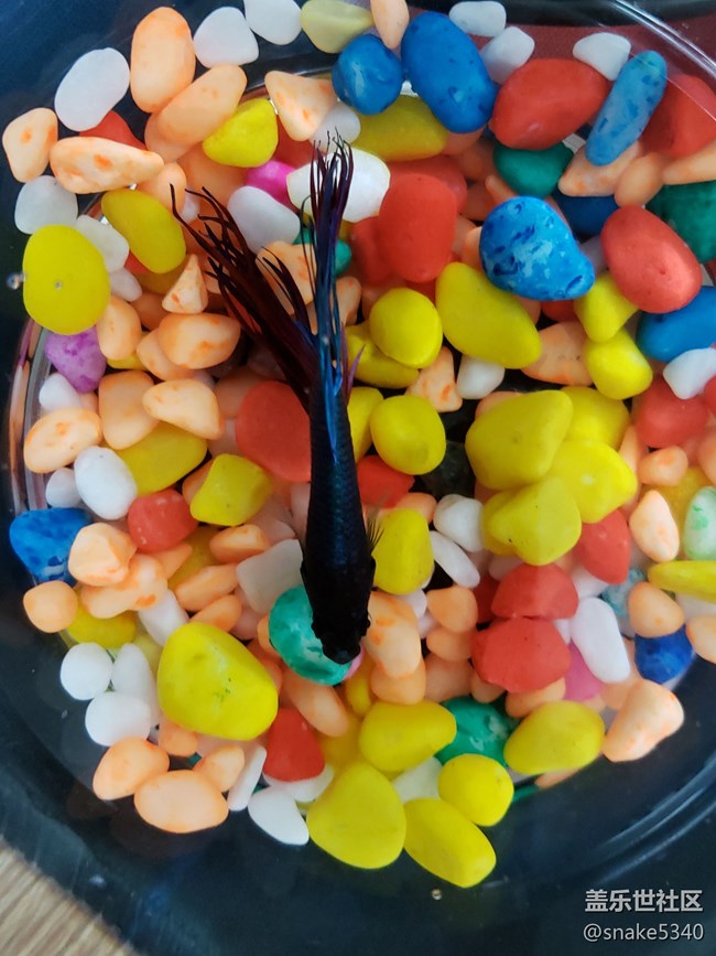 【食糧】+觀賞的斗魚