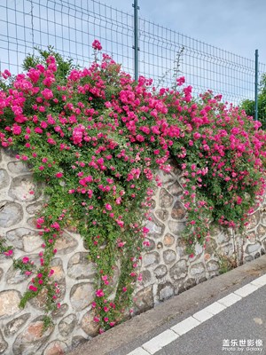 【鄉(xiāng)城美景】花色如新