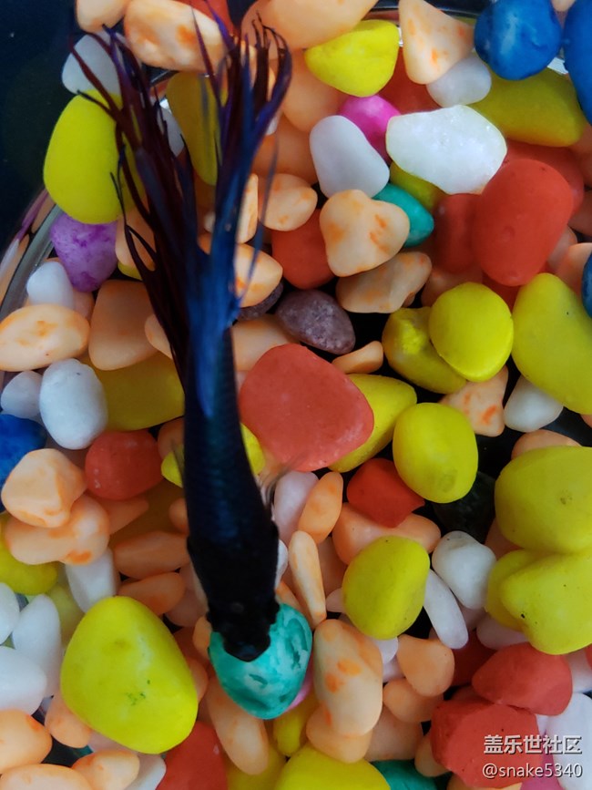 【食糧】+觀賞的斗魚