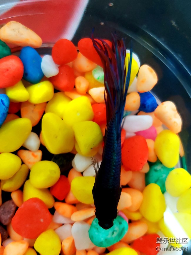 【食糧】+觀賞的斗魚