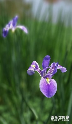 [生活的地方]德國鳶尾