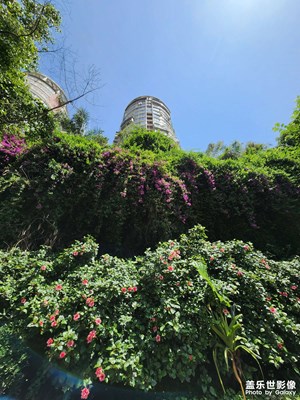 花團(tuán)錦簇