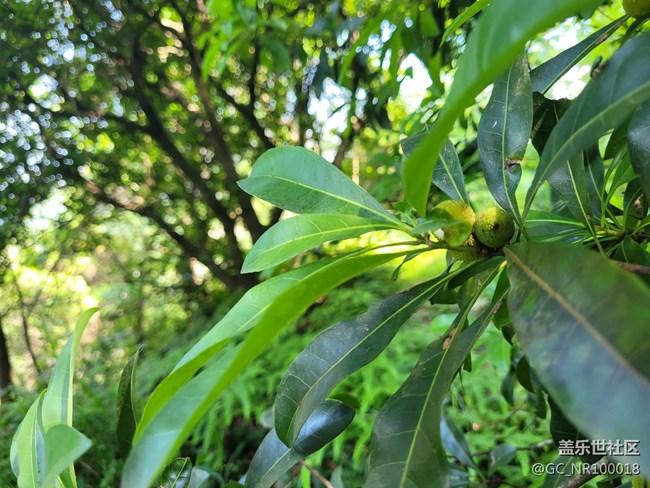 【你好夏天】楊梅結(jié)果了