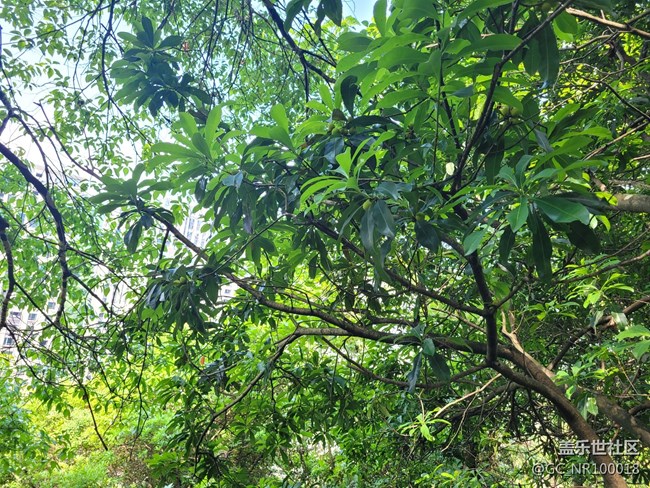 【你好夏天】楊梅結(jié)果了