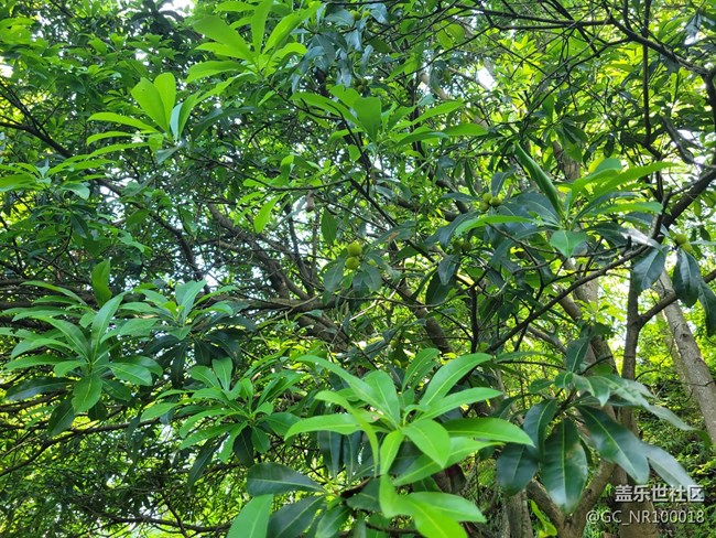 【你好夏天】楊梅結(jié)果了