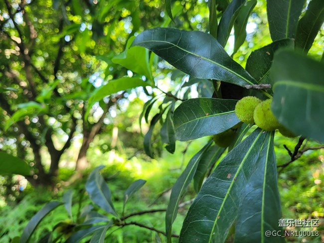 【你好夏天】楊梅結(jié)果了