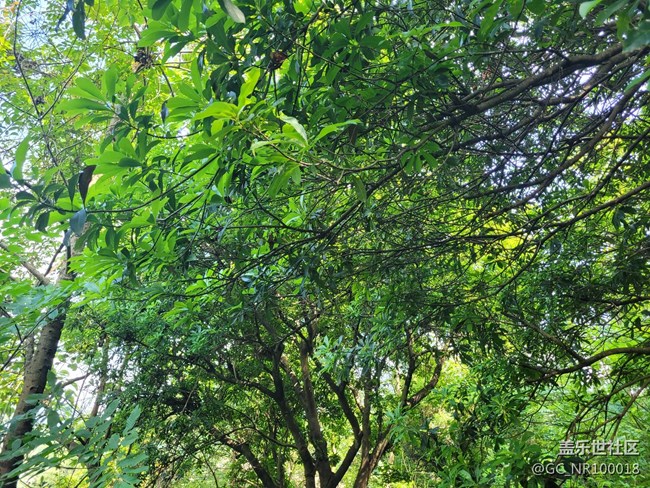 【你好夏天】楊梅結(jié)果了