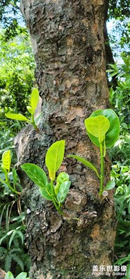 老樹發(fā)新芽，蝴蝶小憩，毛毛蟲散步