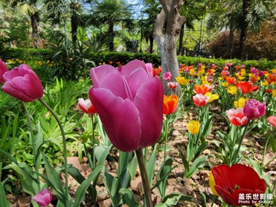 【碎片日?！?公園里的郁金香