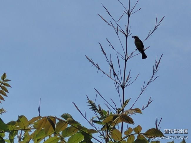 #五月，你好——勤勞的鳥