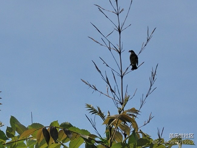 #五月，你好——勤勞的鳥