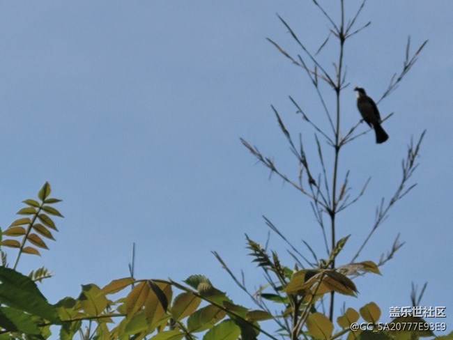 #五月，你好——勤勞的鳥