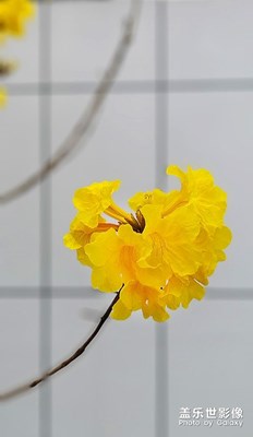 [碎片日常]小區(qū)里的風玲花