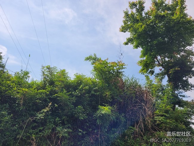 #五月，你好——勤勞的鳥