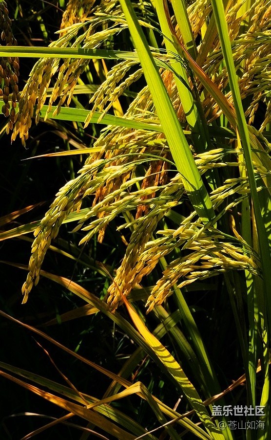 [食糧]粒粒皆辛苦