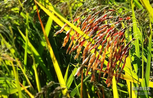 [食糧]粒粒皆辛苦