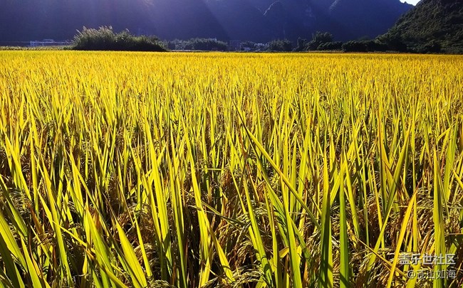 [食糧]粒粒皆辛苦