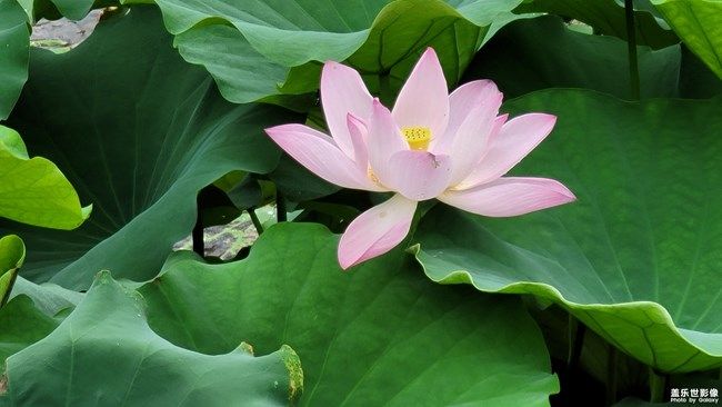 《每周星鮮事》 第105期:520勇敢表達(dá)愛(ài)，心里好禮等你抽取