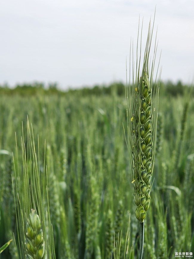 《每周星鮮事》 第105期:520勇敢表達(dá)愛(ài)，心里好禮等你抽取