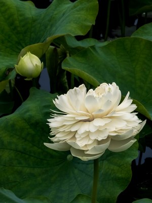 【當下好時光】+初荷