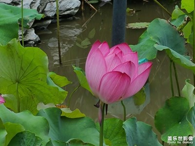 朋友家的小區(qū)環(huán)境還是很不錯