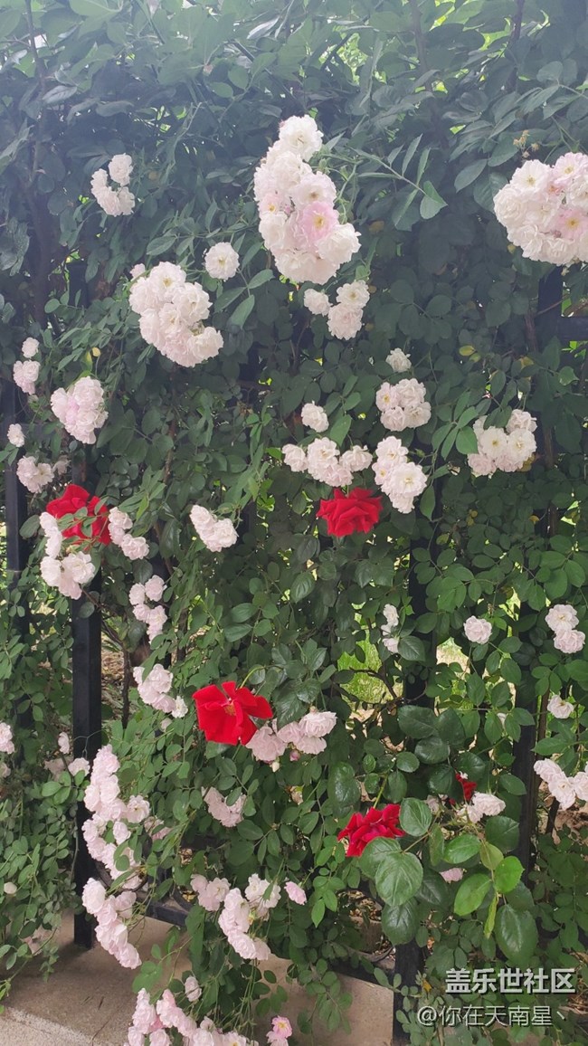 【鄉(xiāng)城美景】 +路邊的薔薇花
