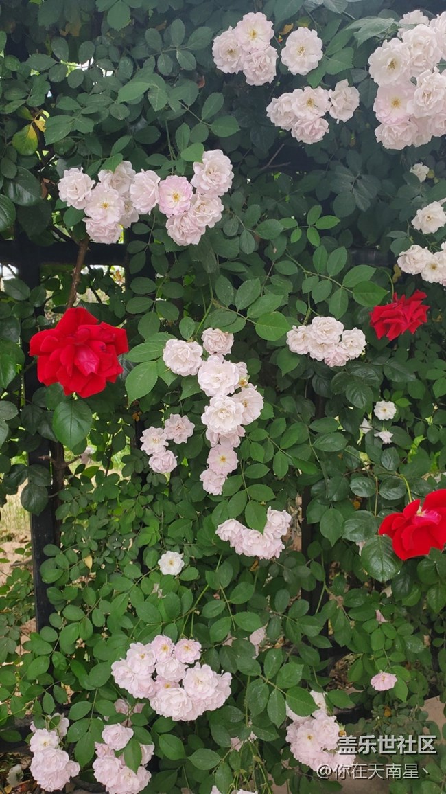 【鄉(xiāng)城美景】 +路邊的薔薇花