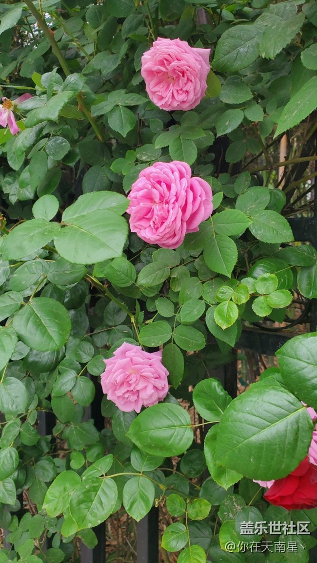 【鄉(xiāng)城美景】 +路邊的薔薇花