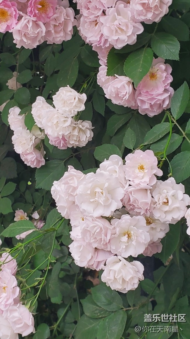 【鄉(xiāng)城美景】 +路邊的薔薇花