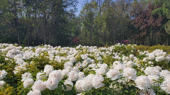 【鄉(xiāng)城美景】 +家鄉(xiāng)的白牡丹