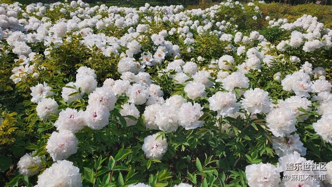 【鄉(xiāng)城美景】 +家鄉(xiāng)的白牡丹