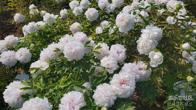 【鄉(xiāng)城美景】 +家鄉(xiāng)的白牡丹