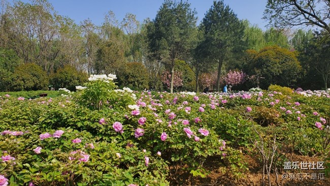 【鄉(xiāng)城美景】 +家鄉(xiāng)的白牡丹