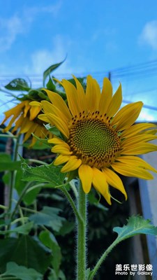 雨后太陽(yáng)花