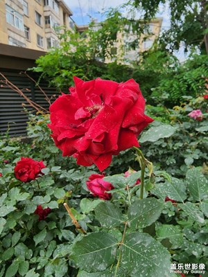 月季花開