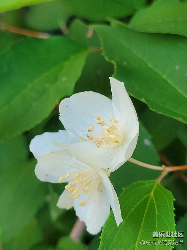 【呼喚夏日】路邊盛開的花