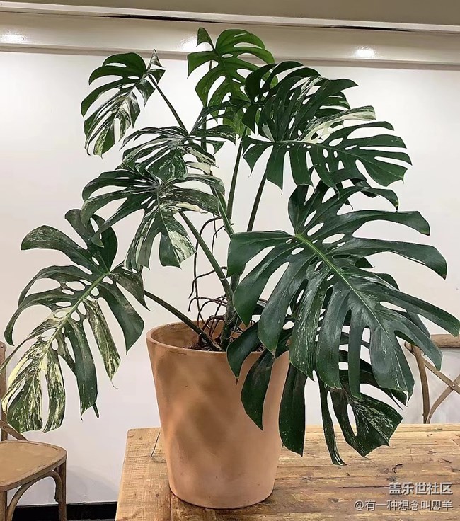 【呼喚夏日】猜猜這叫什么