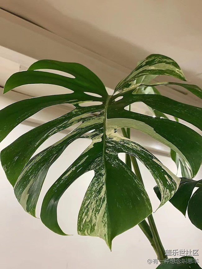 【呼喚夏日】猜猜這叫什么