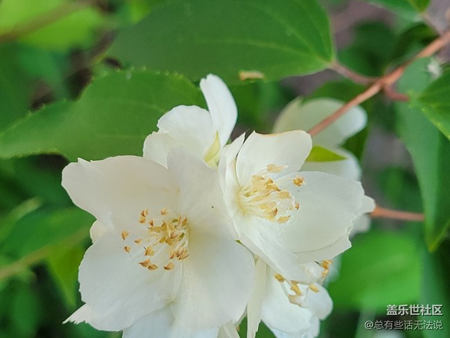 【呼喚夏日】路邊盛開的花