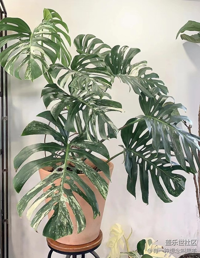 【呼喚夏日】猜猜這叫什么